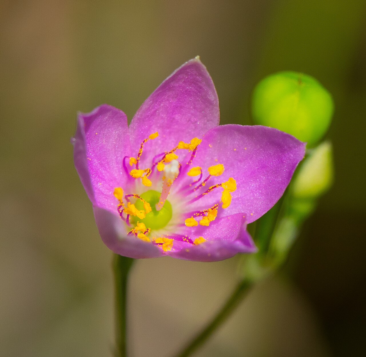 Prairie fameflower: Phemeranthus rugospermus , from Parrish Oak Savanna, Dane County, Wisconsin .