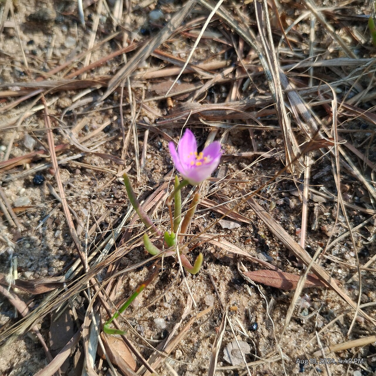 Prairie fameflower: Sand Fameflower ( Phemeranthus rugospermus ) in the United States