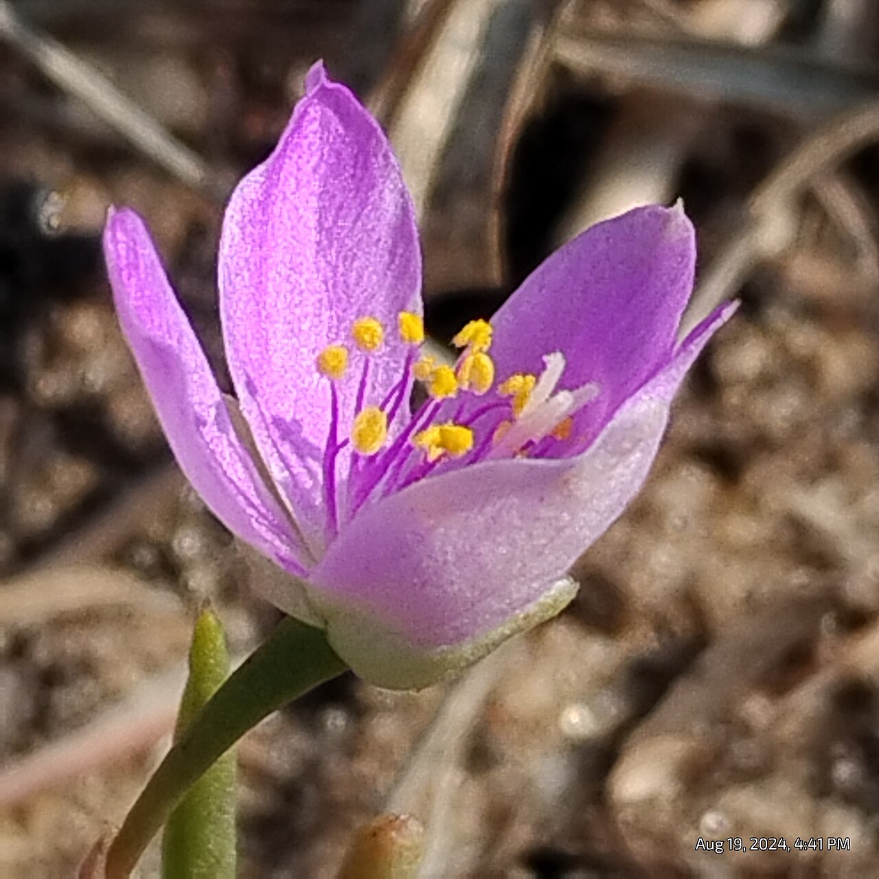 Prairie fameflower: Sand Fameflower ( Phemeranthus rugospermus ) in the United States