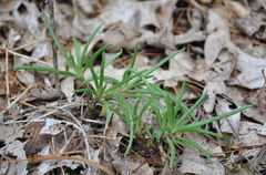 Prairie fameflower (Phemeranthus rugospermus)