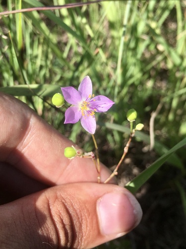 Prairie fameflower (Phemeranthus rugospermus)