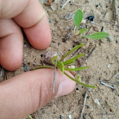 Prairie fameflower (Phemeranthus rugospermus)