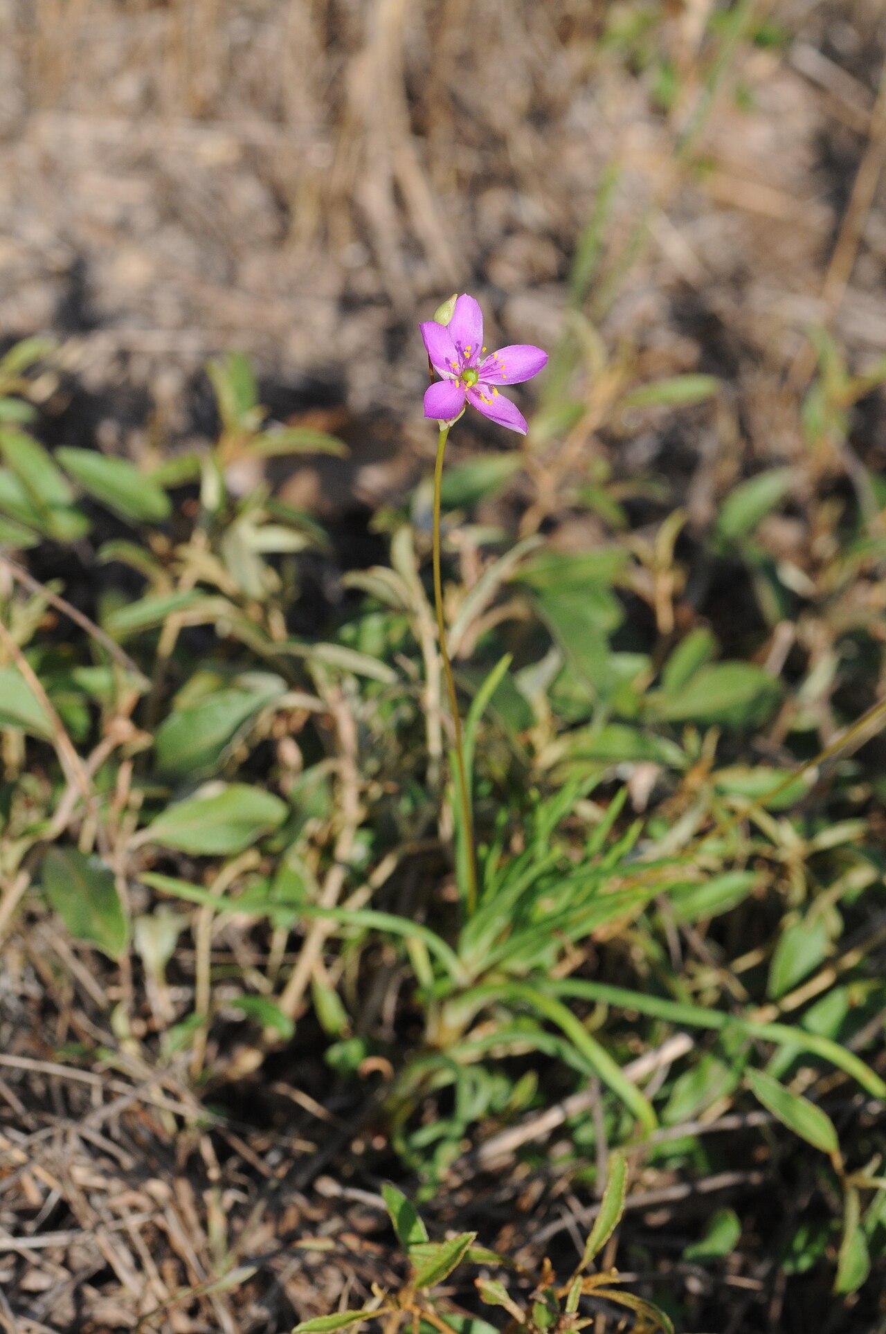 Prairie fameflower: Rough-seeded fameflower, Arc Ridge, Ben Wheeler, Van Zandt County, May 2014