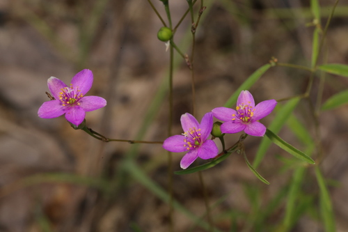 Prairie fameflower (Phemeranthus rugospermus)