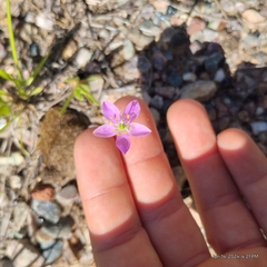 Prairie fameflower (Phemeranthus rugospermus)