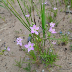Prairie fameflower (Phemeranthus rugospermus)
