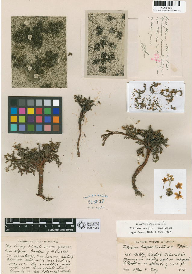 Okanogan fameflower: Holotype of Talinum wayae .mw-parser-output .smallcaps{font-variant:small-caps} Eastwood, 1934 , jr synonym of Phemeranthus sediformis (Poelln.) Kiger, 1933 Col