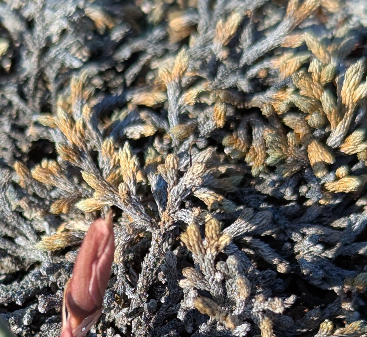 Okanogan fameflower: A mat of dead "Okanogan flameflower" Phemeranthus sediformis on the rhyolite substrate. May 2, 2025 South facing rock knoll on Klondike Mountain, Republic, Ferr
