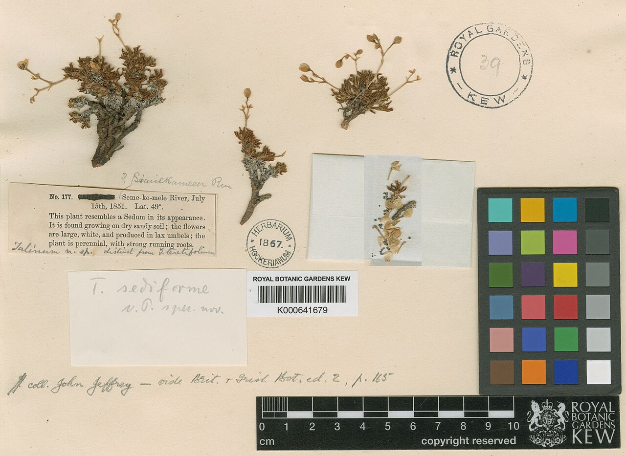 Okanogan fameflower: Holotype of Phemeranthus sediformis .mw-parser-output .smallcaps{font-variant:small-caps} (Poelln.) Kiger, 1933 Collector:John Jeffrey Collector no: K000641679