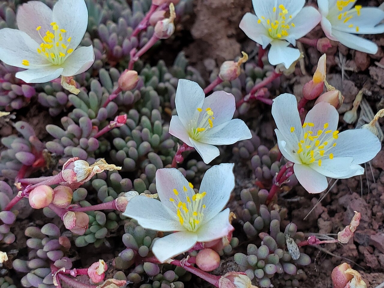 Okanogan fameflower: Phemeranthus sediformis in flower near Knutsford, British Columbia, Canada