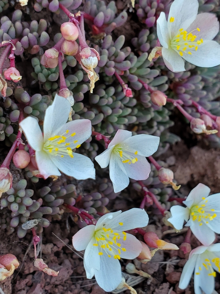 Okanogan fameflower (Phemeranthus sediformis)