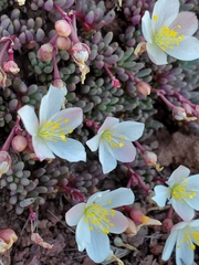 Okanogan fameflower (Phemeranthus sediformis)