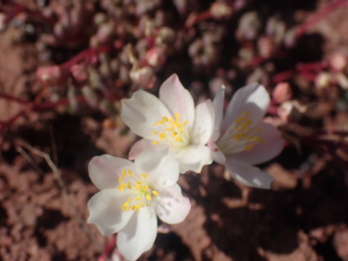 Okanogan fameflower (Phemeranthus sediformis)