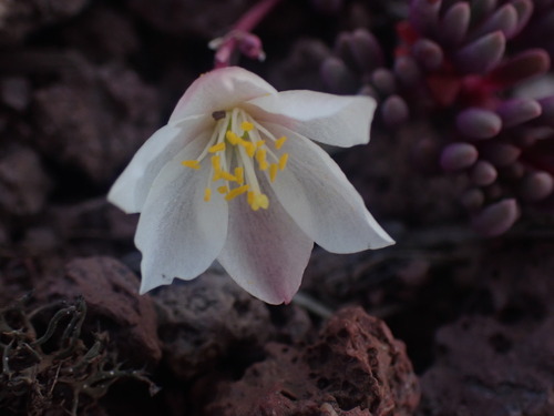 Okanogan fameflower (Phemeranthus sediformis)