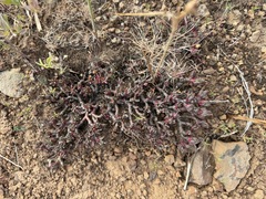 Spiny fameflower (Phemeranthus spinescens)