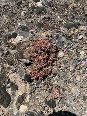 Spiny fameflower (Phemeranthus spinescens)
