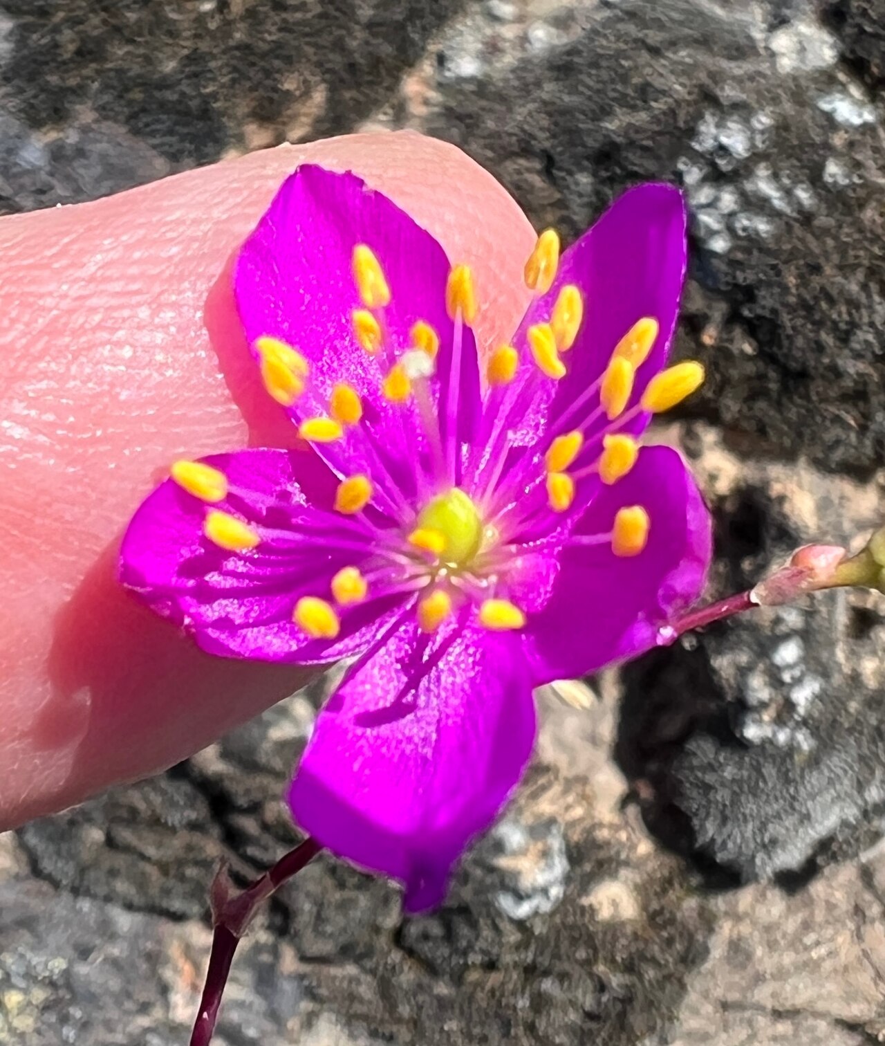 Spiny fameflower: Appears in iNaturalist Research Grade observation 222465238 by this contributor