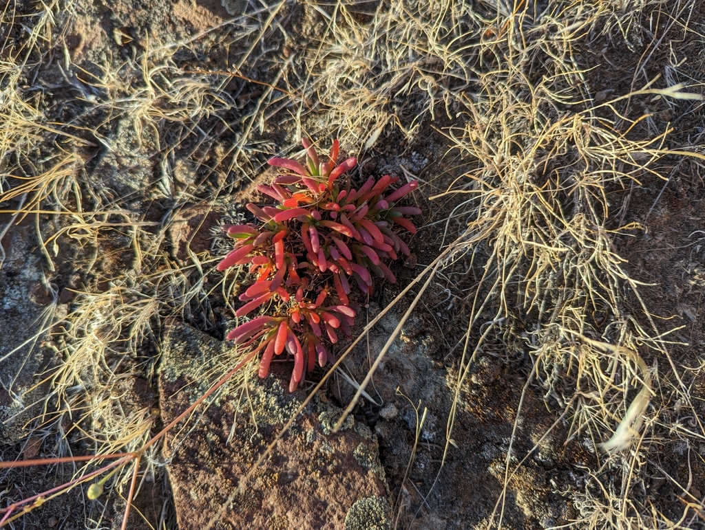 Spiny fameflower (Phemeranthus spinescens)