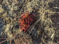 Spiny fameflower (Phemeranthus spinescens)