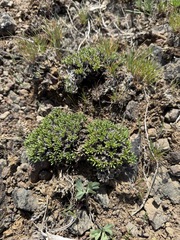 Spiny fameflower (Phemeranthus spinescens)