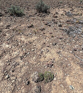 Spiny fameflower: Phemeranthus spinescens near Ellensburg, Washington State. There are two plants in the foreground near the bottom of the photo.