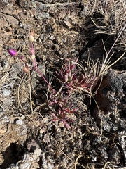 Spiny fameflower (Phemeranthus spinescens)