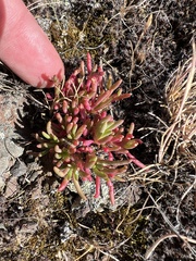 Spiny fameflower (Phemeranthus spinescens)