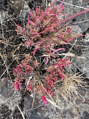 Spiny fameflower (Phemeranthus spinescens)