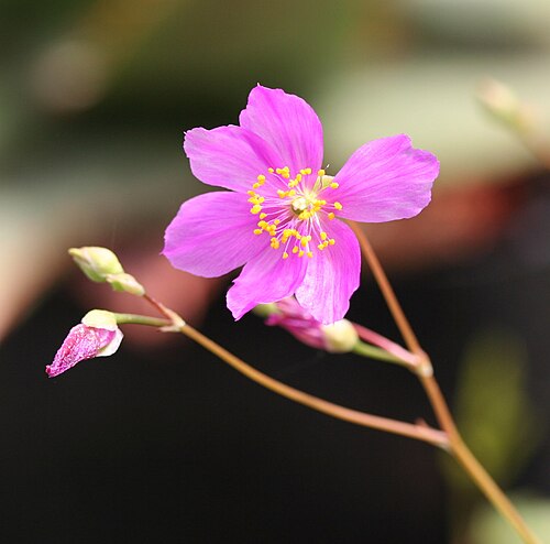 Spiny fameflower: Talinum spinescens