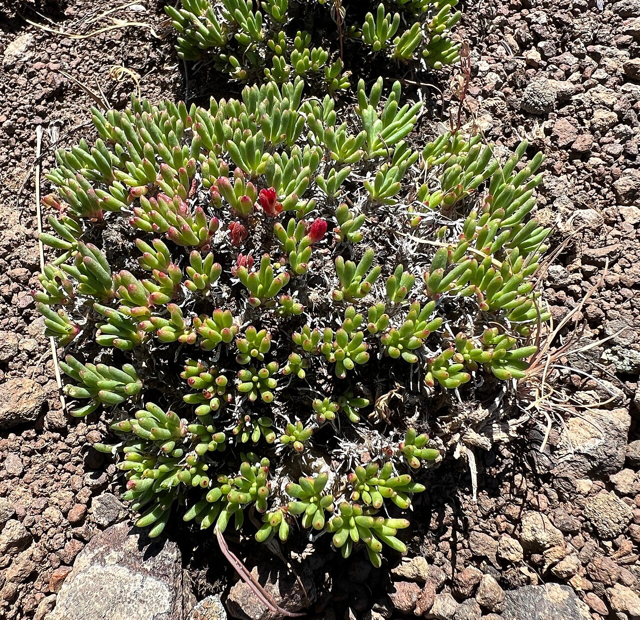 Spiny fameflower: Phemeranthus spinescens near Ellensburg, Washington State