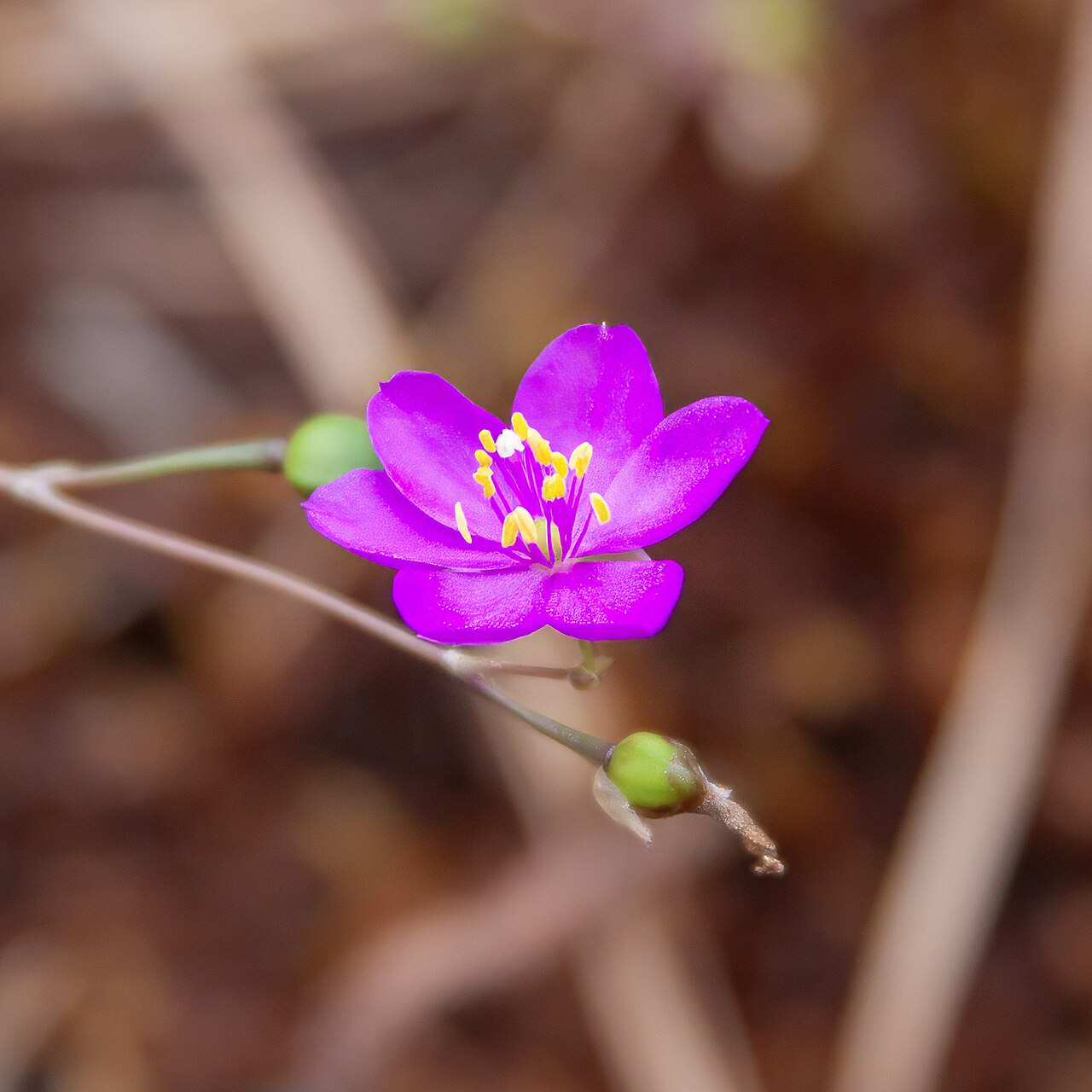 Appalachian rock-pink: Round-leaved fameflower ( Phemeranthus teretifolius ) in the United States
