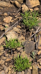 Appalachian rock-pink (Phemeranthus teretifolius)