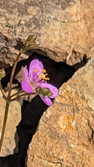 Appalachian rock-pink (Phemeranthus teretifolius)