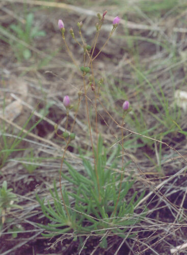 Appalachian rock-pink (Phemeranthus teretifolius)