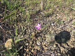 Appalachian rock-pink (Phemeranthus teretifolius)