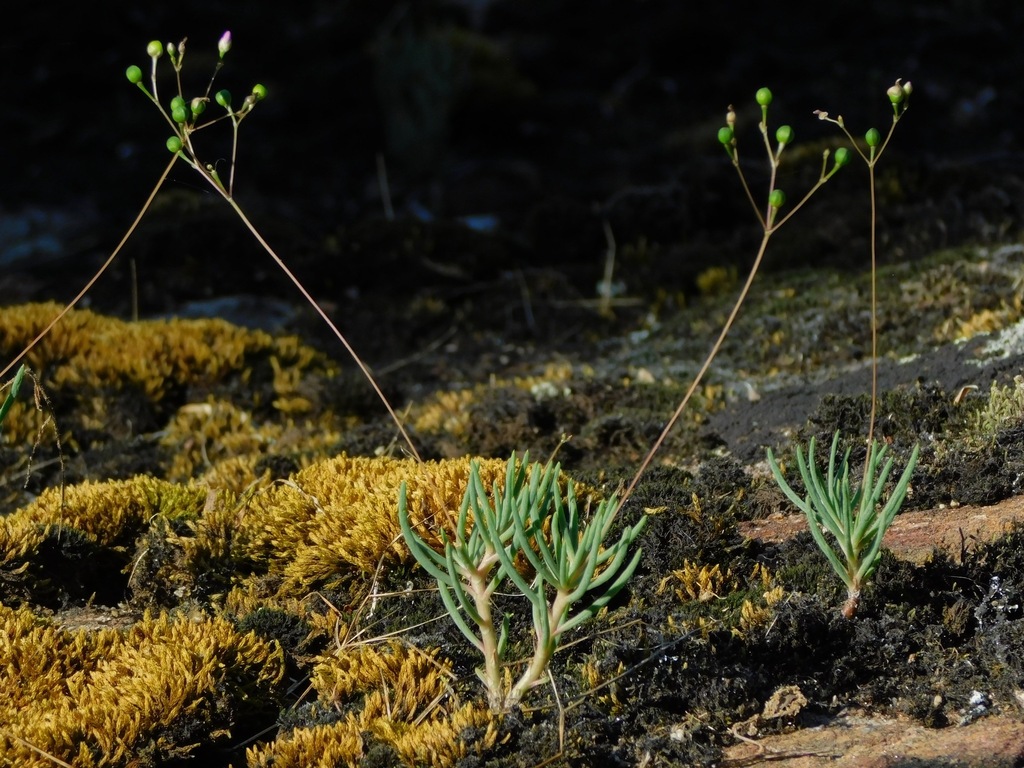 Appalachian rock-pink (Phemeranthus teretifolius)