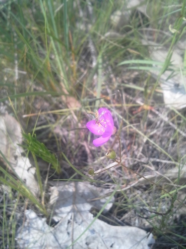 Appalachian rock-pink (Phemeranthus teretifolius)