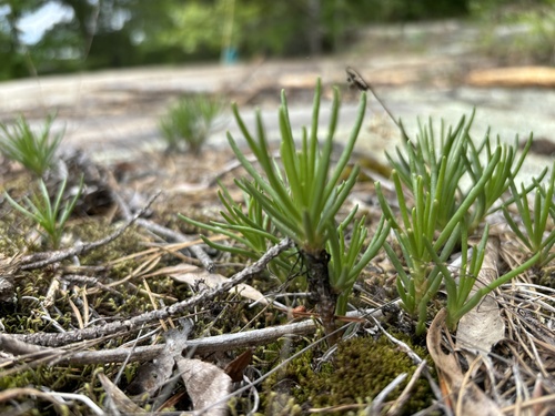 Appalachian rock-pink (Phemeranthus teretifolius)
