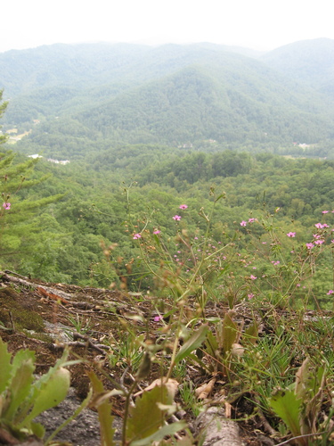 Appalachian rock-pink (Phemeranthus teretifolius)