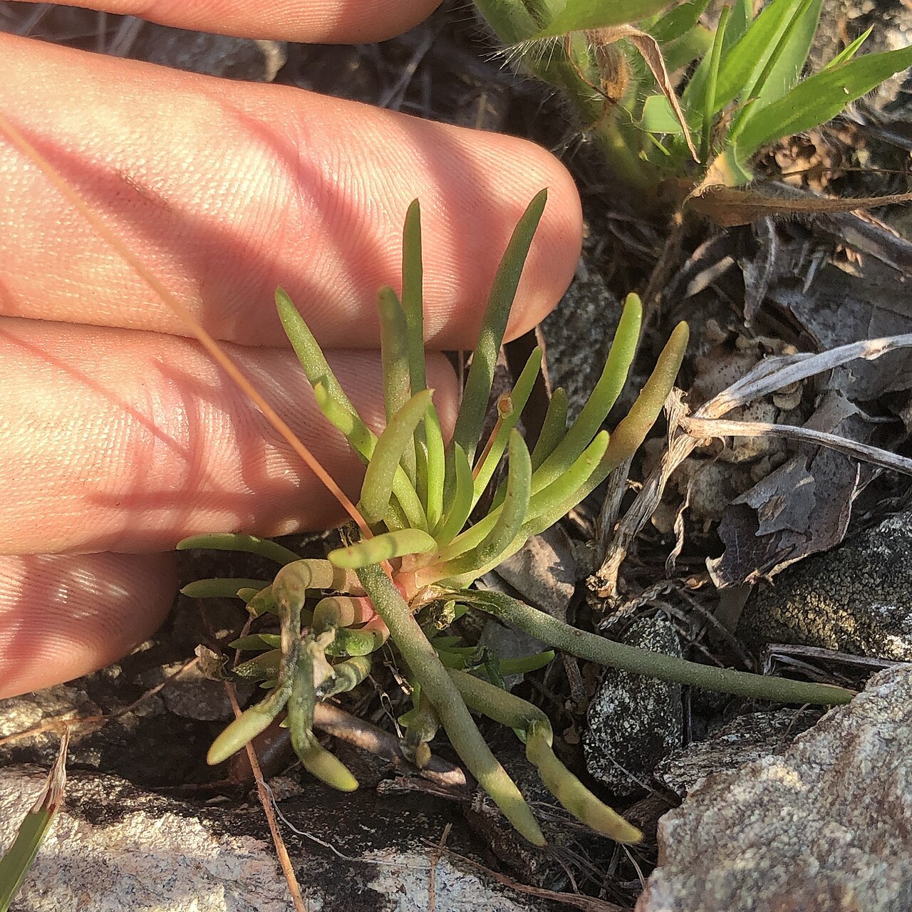 Appalachian rock-pink: Round-leaved fameflower ( Phemeranthus teretifolius ) in the United States