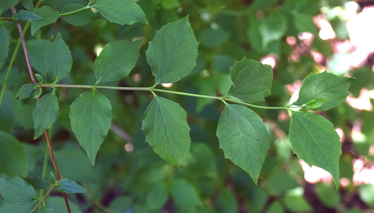 Philadelphus brachybotrys: Philadelphus brachybotrys in Dunedin Botanic Garden, Dunedin, New Zealand