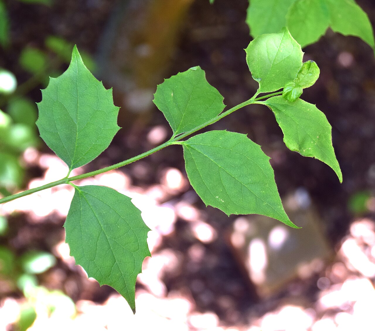 Philadelphus brachybotrys: Philadelphus brachybotrys in Dunedin Botanic Garden, Dunedin, New Zealand