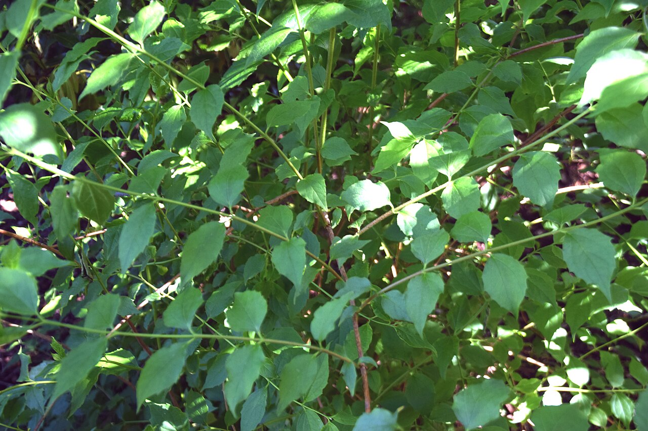 Philadelphus brachybotrys: Philadelphus brachybotrys in Dunedin Botanic Garden, Dunedin, New Zealand