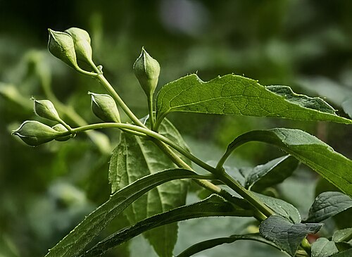 Sweet mock orange: Philadelphus coronarius - inflorescences.