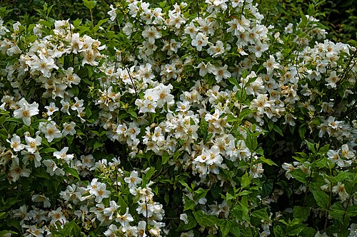 Sweet mock orange: Sweet mock orange Philadelphus coronarius at Harlow Museum & Walled Gardens, in Harlow , Essex , England. To see the most relevant allied photos, click on Harlo