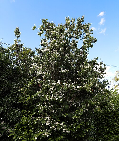 Sweet mock orange: Philadelphus coronarius Mock Orange or English dogwood, at Shipley , West Sussex , England
