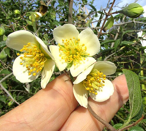 Philadelphus coulteri: Philadelphus coulteri flowers