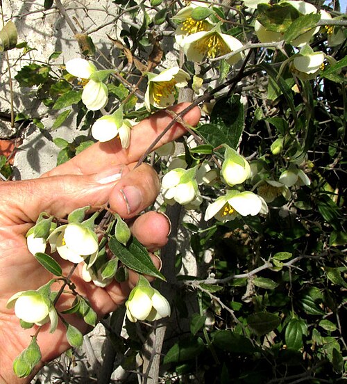 Philadelphus coulteri: Philadelphus coulteri branch with flowers