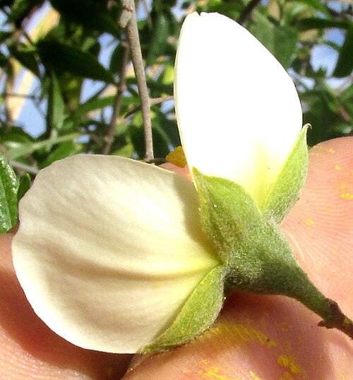 Philadelphus coulteri: Philadelphus coulteri, calyx & hypanthium