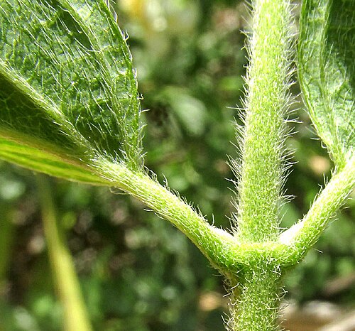 Philadelphus coulteri: Philadelphus coulteri hairs on vegetative parts
